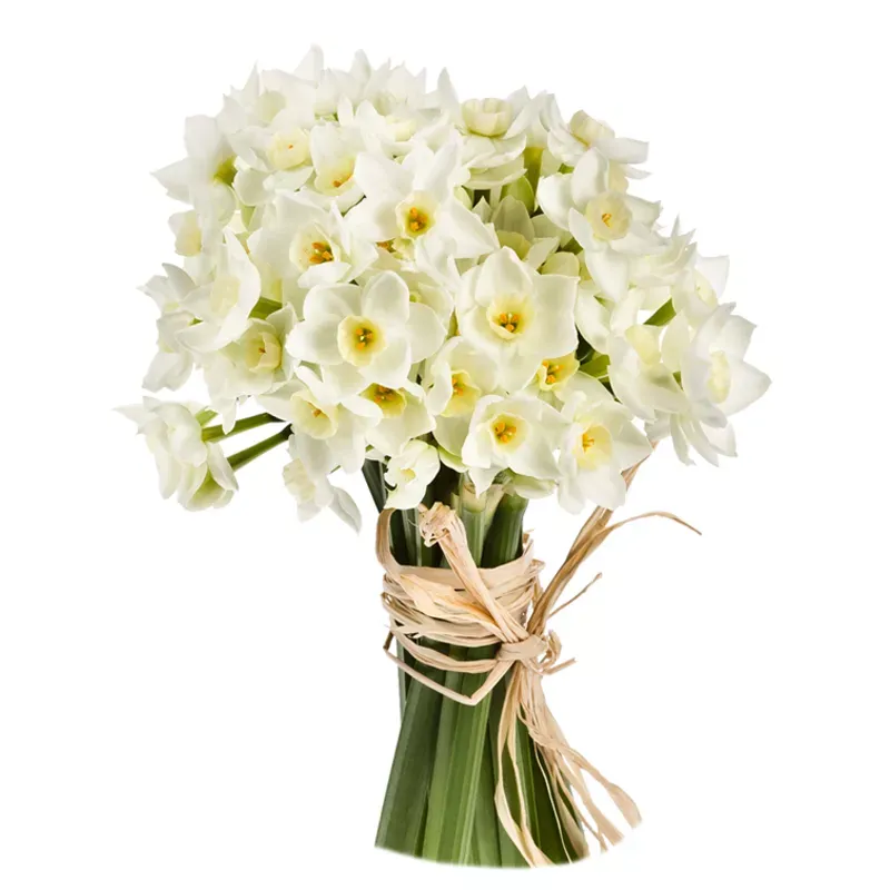 Нарциссы белые